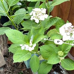 Potter Lace Hydrangea white Flowers 