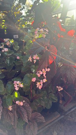 Plant