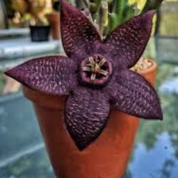4” Stapelia Mutabilis (first Pic Is Reference )