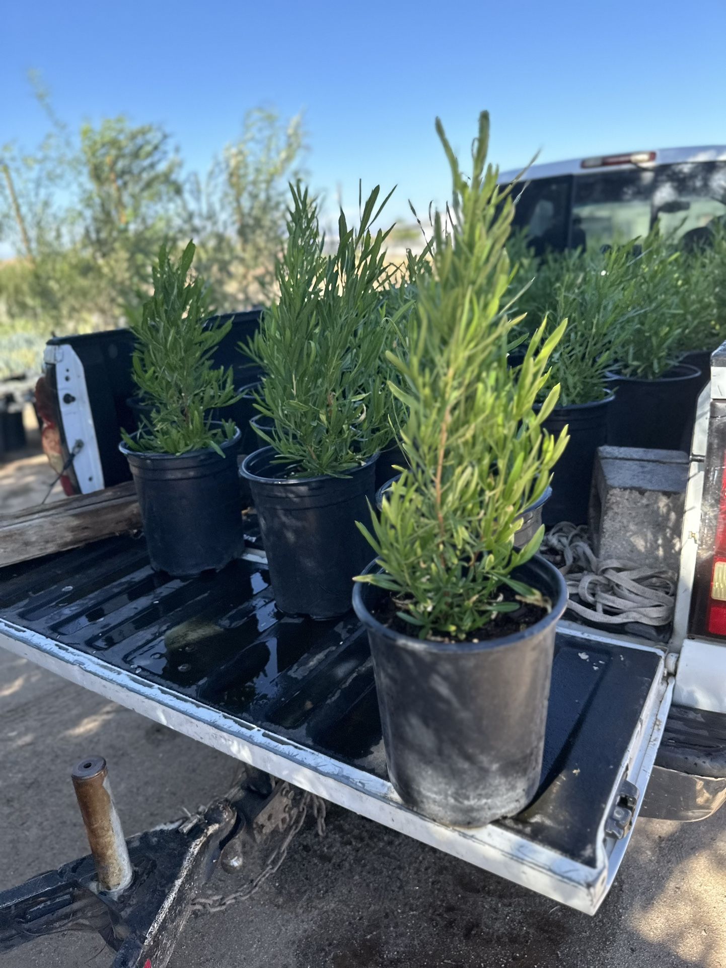Hop Seed Bush Dodonea Viscosa 5 Gallon $15 Each