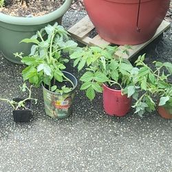 Raspberry Plants - Trade ?