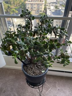 Jade Plant