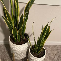 Snake plants with stand