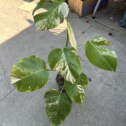 monstera albo 27” tall