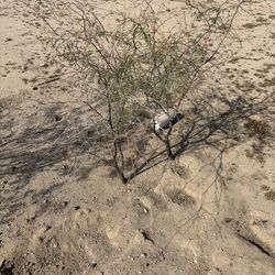 2 mesquite trees 4Ft -5ft tall