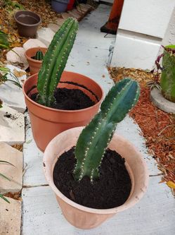 Cactus. Spiral. 18 inches as of 3/21/20