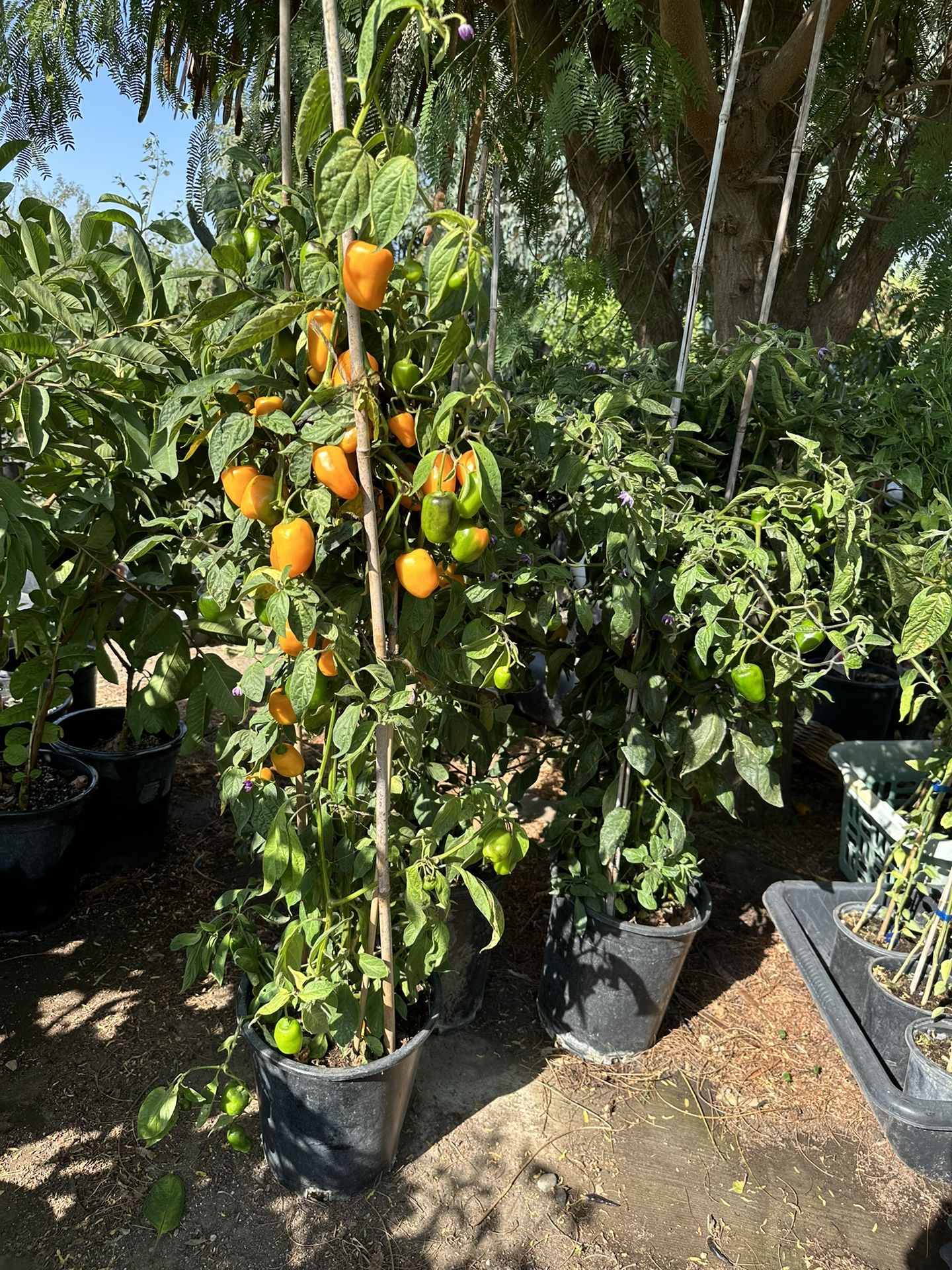 Manzano chili pepper plants for sale 🫑 matas de chile manzano plantas🫑🌶️$25.00 each
