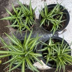 Spider Plants 4” Pot $4 Each 