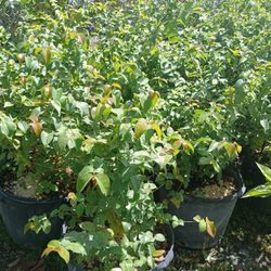 Cherry Hedges Huge Sale $16