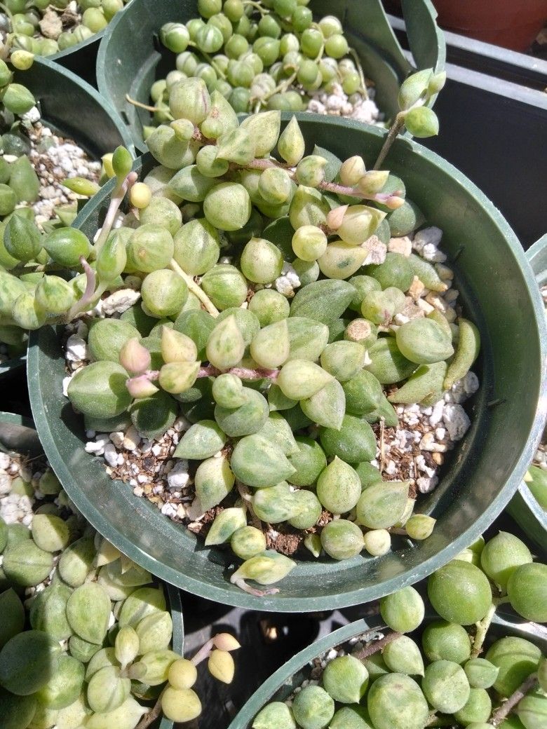 String Of Angel Tears Variegated Succulent