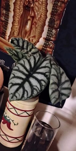 Alocasia silver dragon baby for sale