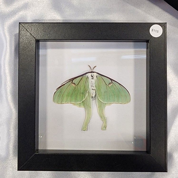 Real Luna Moth Entomology In 5x5 Shadow Box
