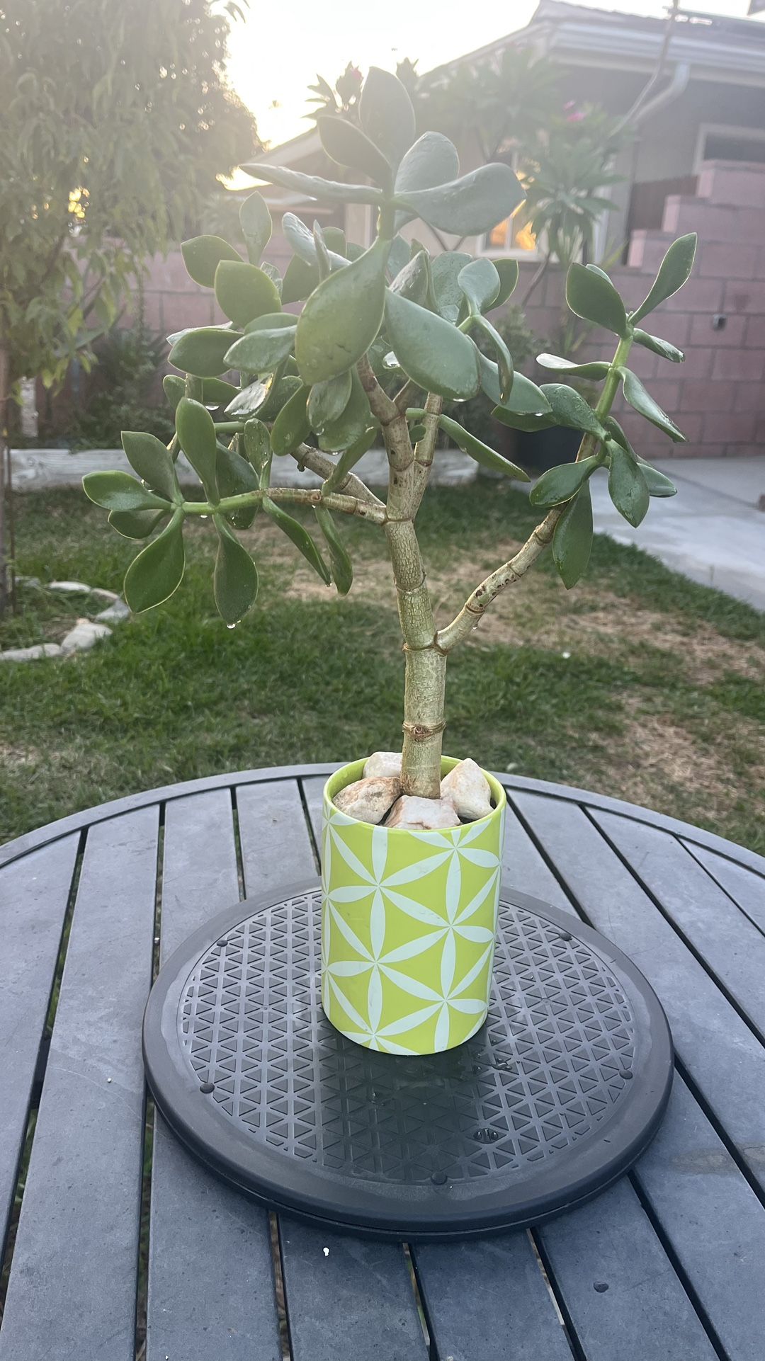 Very Healthy Jade Good Luck Tree In Ceramic Vase