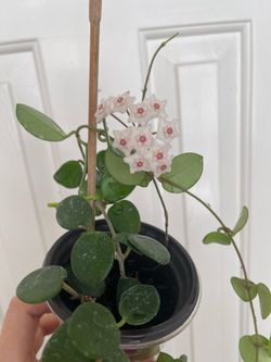 Hoya Mathilde plant