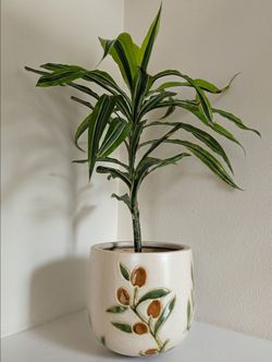 Ceramic Olive Pot