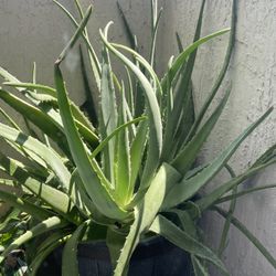 Planta