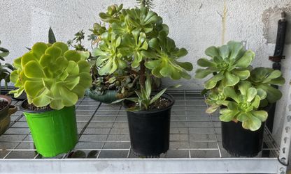 Three Aeonium Succulent Plants In A One Gallon Pot 