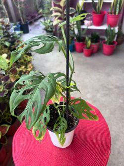 Monstera Swiss Cheese Plant Indoor