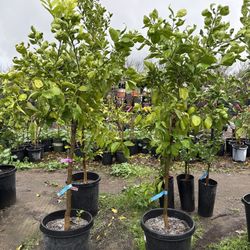 Fruit Trees / Árboles Frutales 