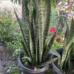 Snake Plant