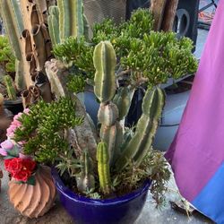 Large 4 Foot Potted Cactus 