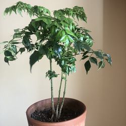 China Doll Tree- Yes It’s Available 