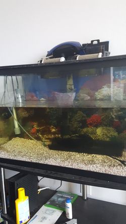 Fish tank nice