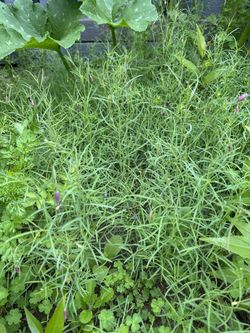 Chepiche, Orégano Y Cilantro Orgánico