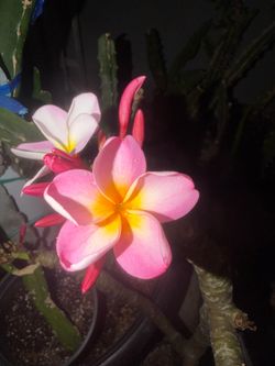 Plumeria