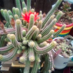 Cactus De Cacahuate