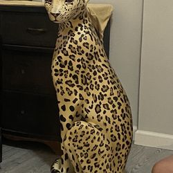 Cheetah 