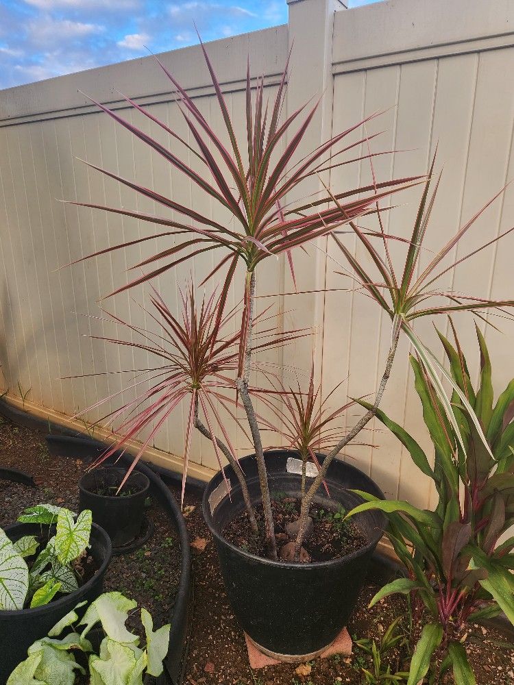 Multiple Dracaena Marginata Magenta "4 Feet Tall"