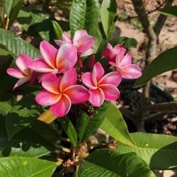 Large Plumeria Jungle Jacks Divine