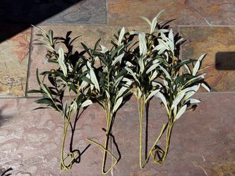 Olive Stems