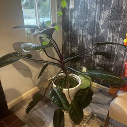 Big Leaf Philodendron Plant in 21 Inch pot