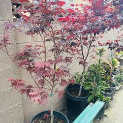 Japanese Maple