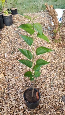 Mulberry Trees - Illinois Everbearing, 1gal.