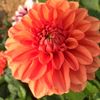 Dawna