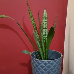 Snake Plant With Planter And Stand 