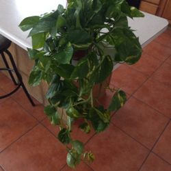 Beautiful  Big And Healthy Photos  Plant $20