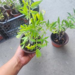 plantas de tomate 🍅 roma 