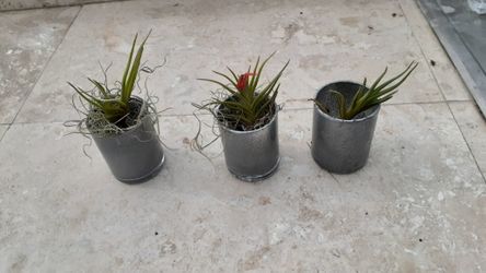 set 3 Red flower thilandsia Airplant silver votive gift