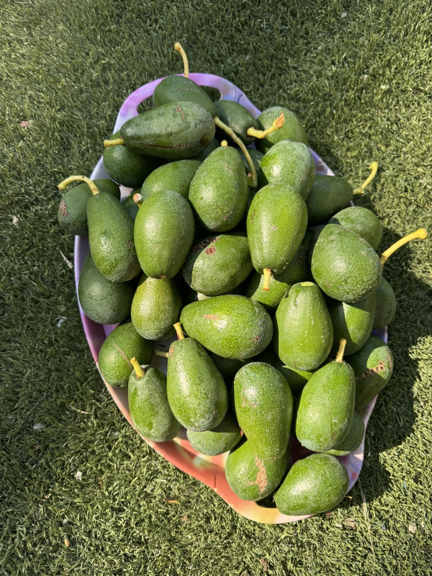 Organic Mexican Advocate, 6 For $4
