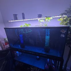 55 Gal Tank 