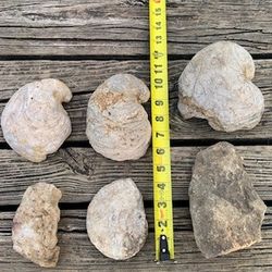 Beautiful assortment of rocks, fossils, and petrified wood 