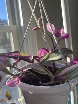 Tradescantia Nanouk Hanging Basket