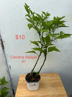Carolina Reaper Supper Hot Pepper Plant $10
