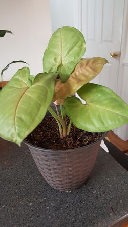 Delray Plants Arrowhead Vine (Nephthytis) in Pot