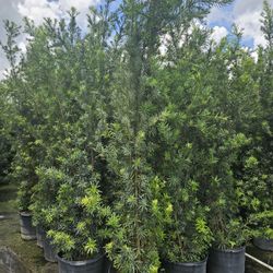 huge Podocarpus over 8 feet tall Instant Privacy Hedge For Fence Green Full 