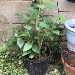 Chinese tallow tree With Mixed Plant